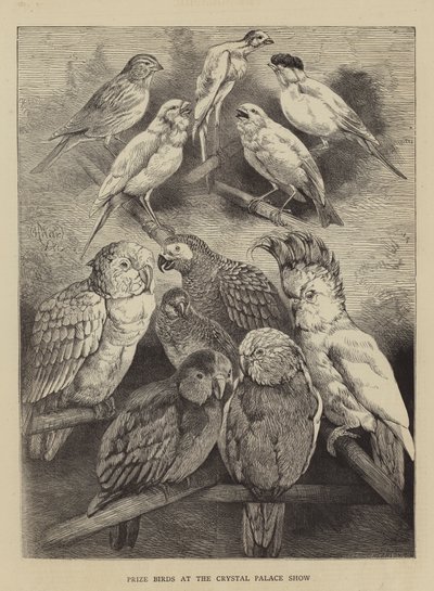 Prijs Vogels op de Crystal Palace Show door Harrison William Weir